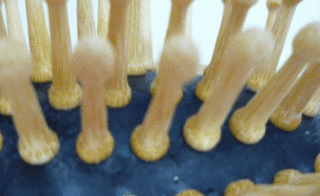 fnbrush5.gif